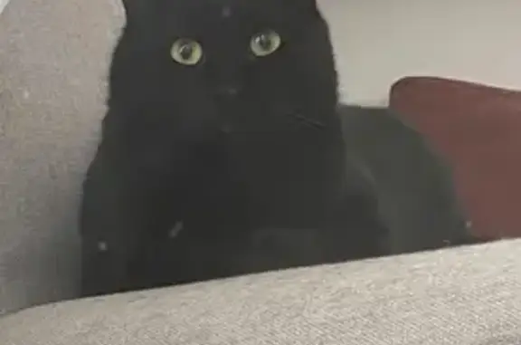 Chatte noire perdue entre Ingersheim et Niedermorschwihr - photo