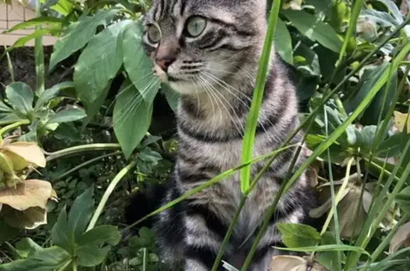 Chat perdu, Montfaucon-Montigné, photo: Chat perdu : mâle gris tigré, 9 mois