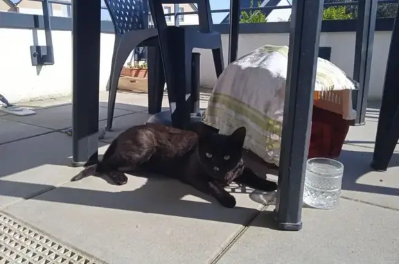 Animaux perdus , photo: Chat noir mince perdu à Colomby-sur-Thaon