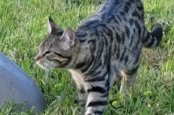Chatte tigrée docile aperçue à La Rochelle - photo