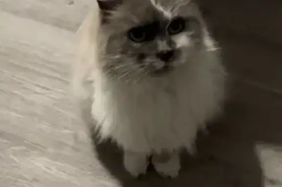 Chat perdu, Meaux, photo: Chat perdue, 8 ans, blanc/gris, Meaux