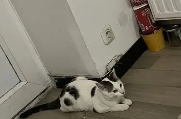 Animaux perdus Lyon, photo: Chat perdu, Rue des Verriers, Lyon