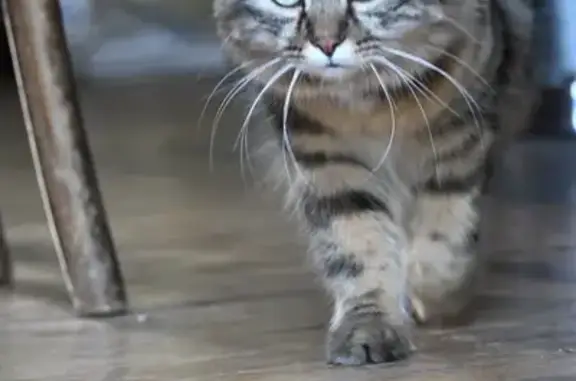 Animaux perdus Paris, photo: Chat perdu : Charlie, angora tigré brun