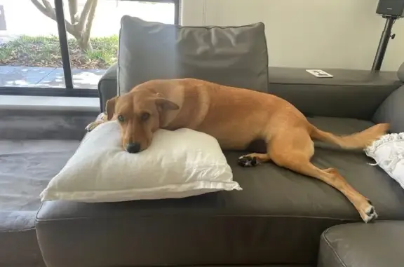 Lost: Anxious Tan Dog in Joondalup