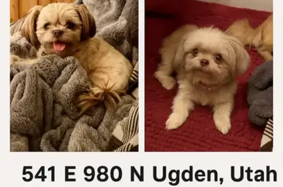 Lost Shih Tzu 