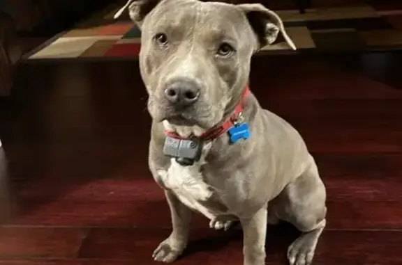 Lost Dog: Red Collar, White Chest, Rolla