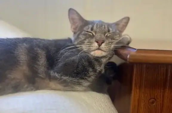 Lost Cat: Mooii Missing in Semmes Area