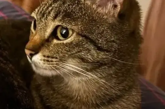 gato desaparecida