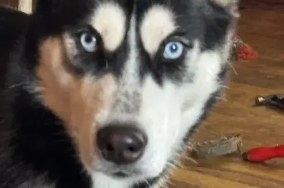 Lost Sweet Dog: Masked Tali on Huff Rd