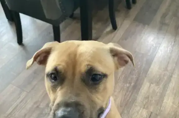 Lost Brown Pit Mix with Lilac Collar