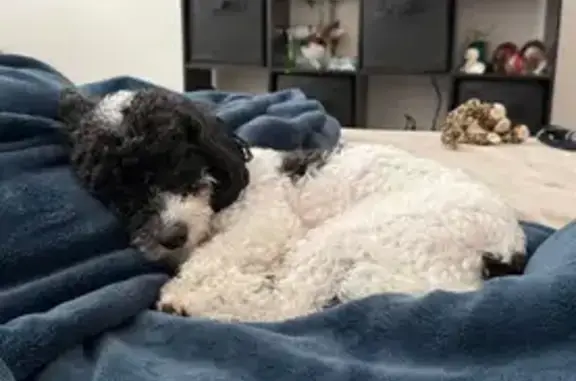 Lost Dog: White with Black Spots Found!