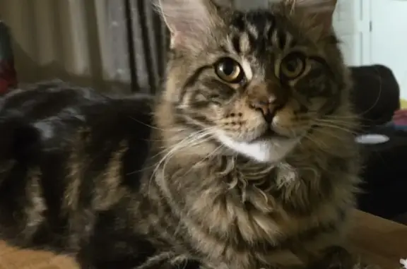 Lost Maine Coon: Moose in Tyler, TX