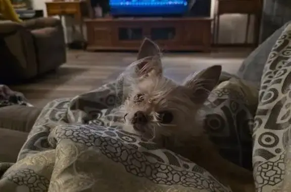 Lost: 12-Year-Old Beige Chihuahua Mix