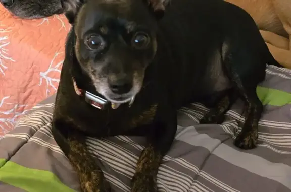 Lost Chihuahua Mix: Black & Brown Paws