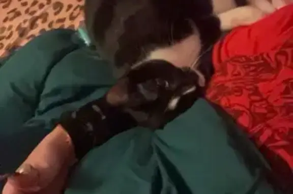 Lost Cat: White Paws, South Vandalia Ave