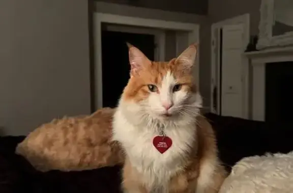 Lost Maine Coon: Orange & White in SLC