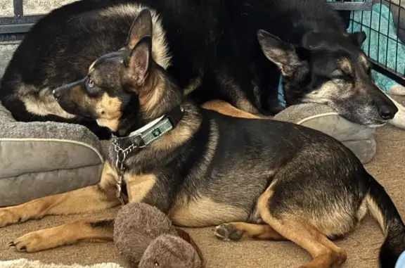 Missing dog , photo: Lost Dogs Helios & Beaker on CR 513, MO