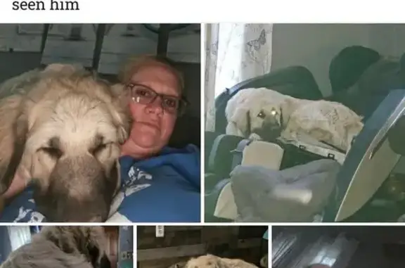 Lost Butterscotch Dog on E Howard St