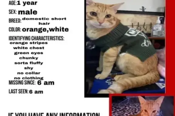 Lost Chunky Orange & White Cat in Riverside