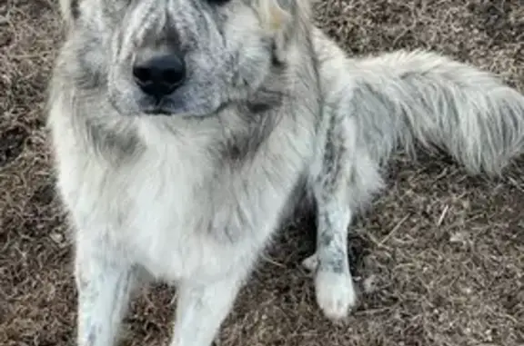 Lost: Smokey, Large White & Gray Dog