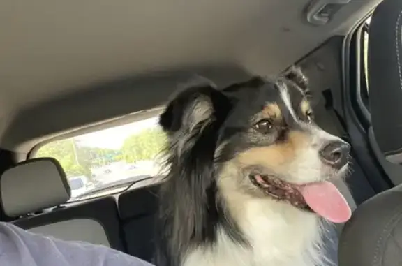Found: Aussie Shepherd Mix on Norhill Rd