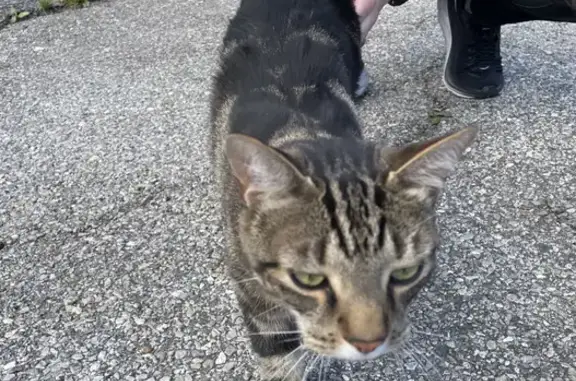 Friendly Gray Striped Cat Found in Baltimore