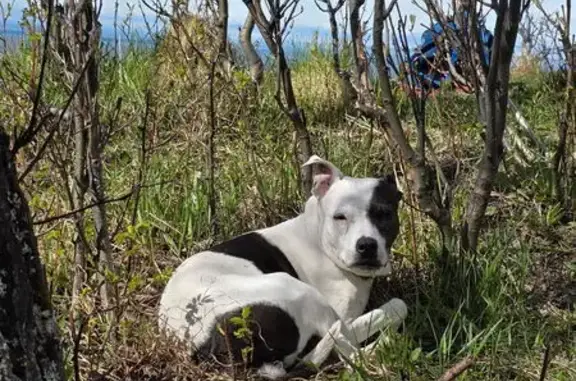 Lost Pittie Mix: Nermal Needs Help!