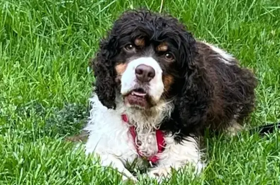 Lost Dog: Timid Brown & White in Homer Glen