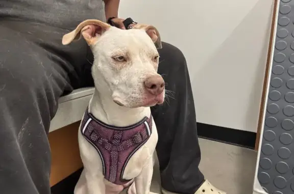 Lost: Coco, White Pit-Lab Mix in Vegas
