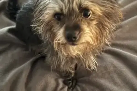Lost Dog: 8lb, Wirey Hair, Moustache
