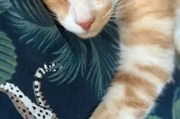 Lost Ginger Kitten: Blue Collar, 6 Mo.