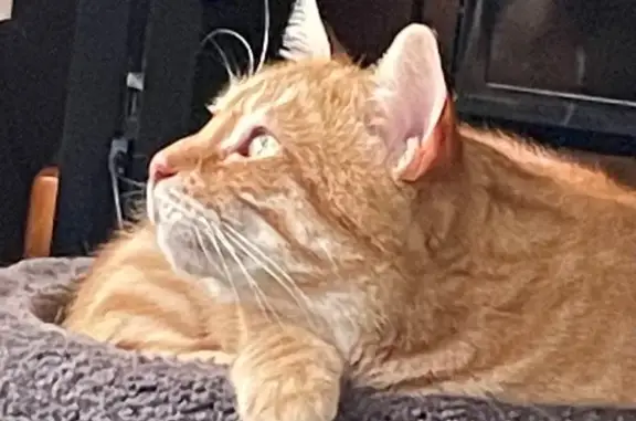 Lost Shy Orange Cat on Benedict St.