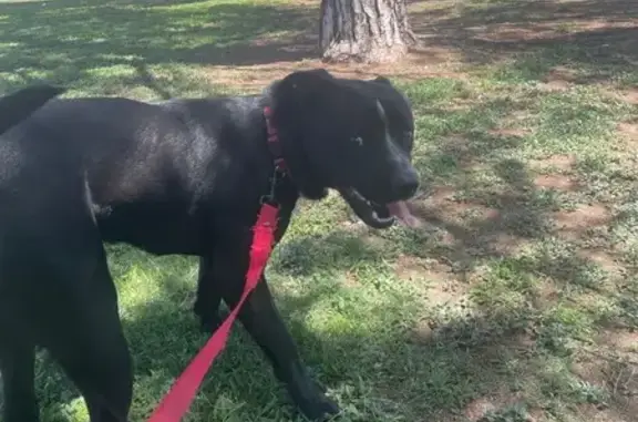 Found Dog: Unique Markings, Tempe Area