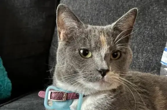 Lost Gray Calico Cat: Lakeland Area