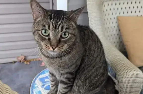 Lost Gray Tiger Cat - Grove City Area