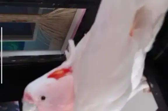 Exotic Bird Found on Geelong Road