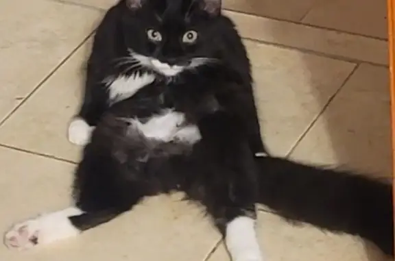 Lost and found pets , photo: Lost: Black & White Cat with Mask