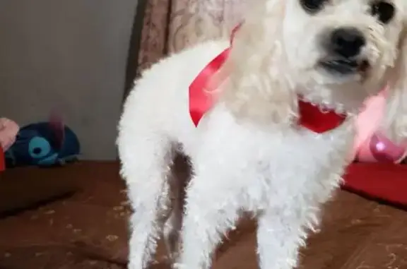 Lost Dog Número: White, Friendly, Loved
