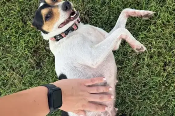 Lost Dog 