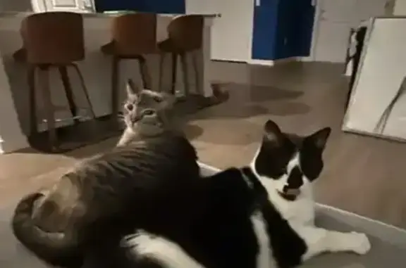 Lost Cat: Silver/Grey with Blue Eyes