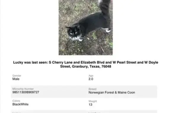 Lost Cat 'Lucky' - Smart & Social Snuggler
