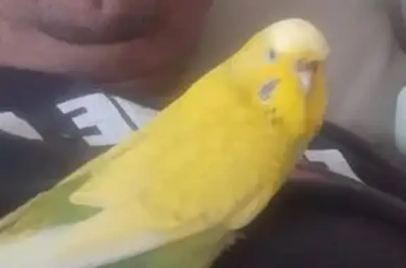 Lost Bright Yellow Budgie in Marion