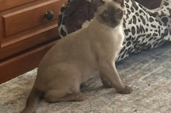 Lost Chocolate Burmese Cat in Lake Macquarie