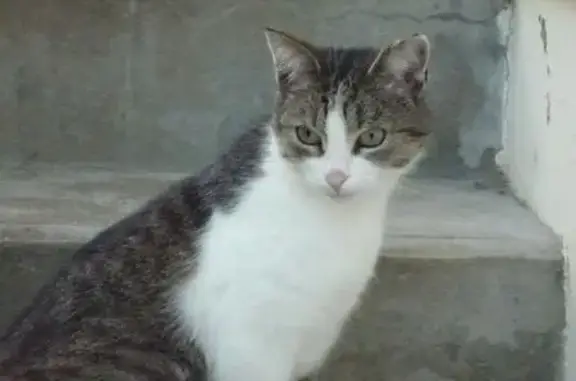 Chat noir et blanc perdu, tatouage HYU587 - photo