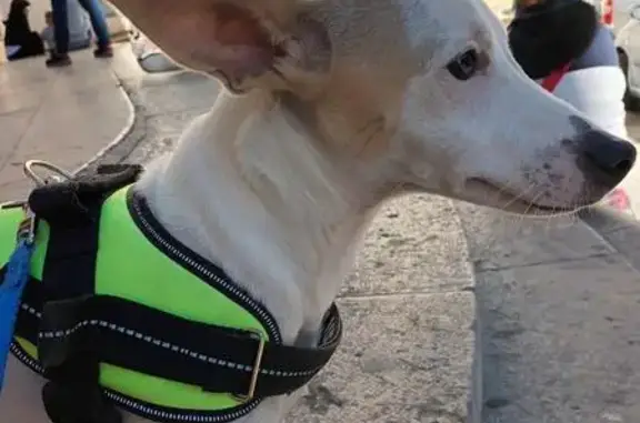 ¡Ayuda! Perro perdido: Podenco Milo en Málaga