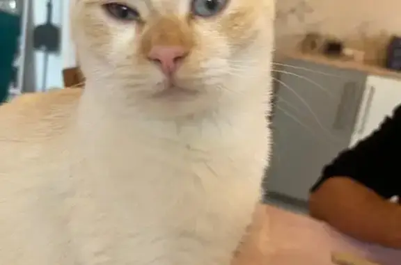 Chat perdu : blanc, yeux bleus, Lons - photo