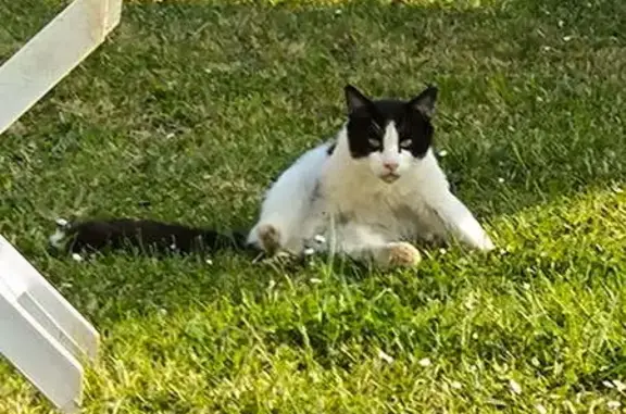 Chat noir et blanc trouvé à Rosny-sur-Seine - photo