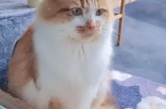 Lost Ginger Cat: Last Seen on Geelong Rd