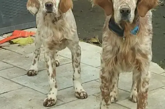 Chien perdu Orthez, photo : Chien perdu, Chemin Lapouble, Orthez