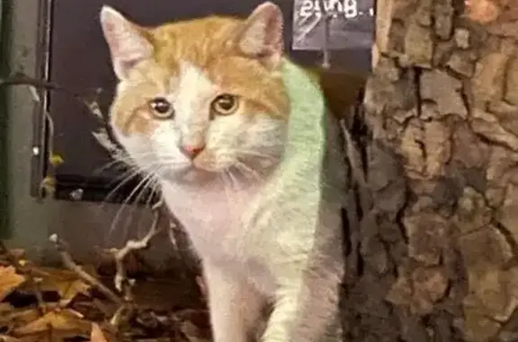 Lost Cat Found Near St Andrews Cathedral